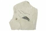 Long, Unprepared Fossil Fish (Knightia) - Wyoming #292259-1